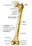 Anatomie: heup,bovenbeen,knie,onderbeen,enkel,voet,acetabulum,collum femoris,trachanter,femur,epicondyl,meniscus,kruisband,cruciate ligament,patella,knieschijf,tibia,fibula,malleolus,talus,calcaneus,tarsus,metatarsus,phalanx,falanx,quadriceps femoris,rectus femoris,sartorius,tensor fasciae latae,tractus iliotibialis,biceps femoris,gastrocnemius,semimembranosus,semitendinosus,soleus,suralis,vena saphena parva,vena saphena magna,sciatic,ischiadicus,peronea